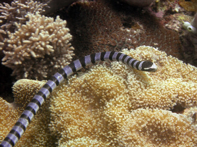 Самая ядовита морская змея на планете - Морская змея Белчера