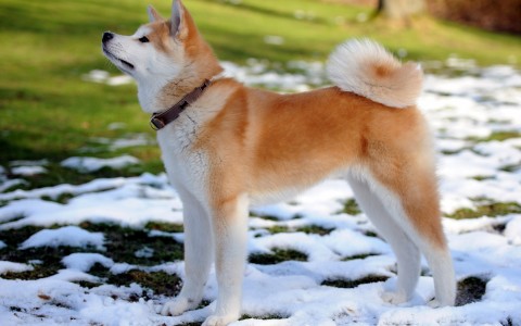 Самые красивые породы собак в мире — топ-10 с фото, названием и описанием