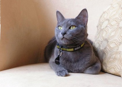 Лысые кошки: обзор ТОП 10 пород, много фото, стоимость