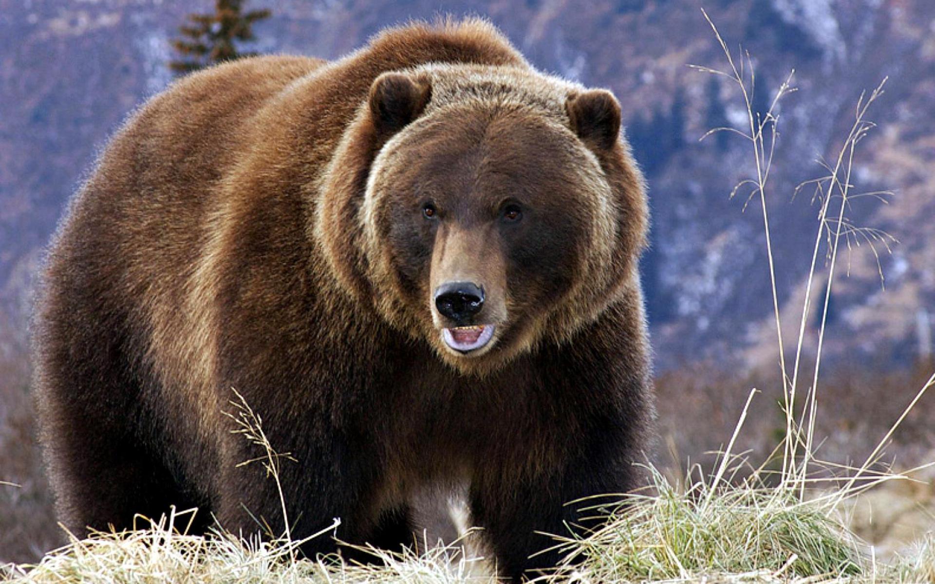 Медведь басс. Бурый Тяньшаньский медведь. Тянь-Шанский бурый медведь. Северная Америка медведь Гризли. Бурый медведь Гризли в Северной Америке.