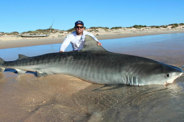 Самые большие акулы в мире