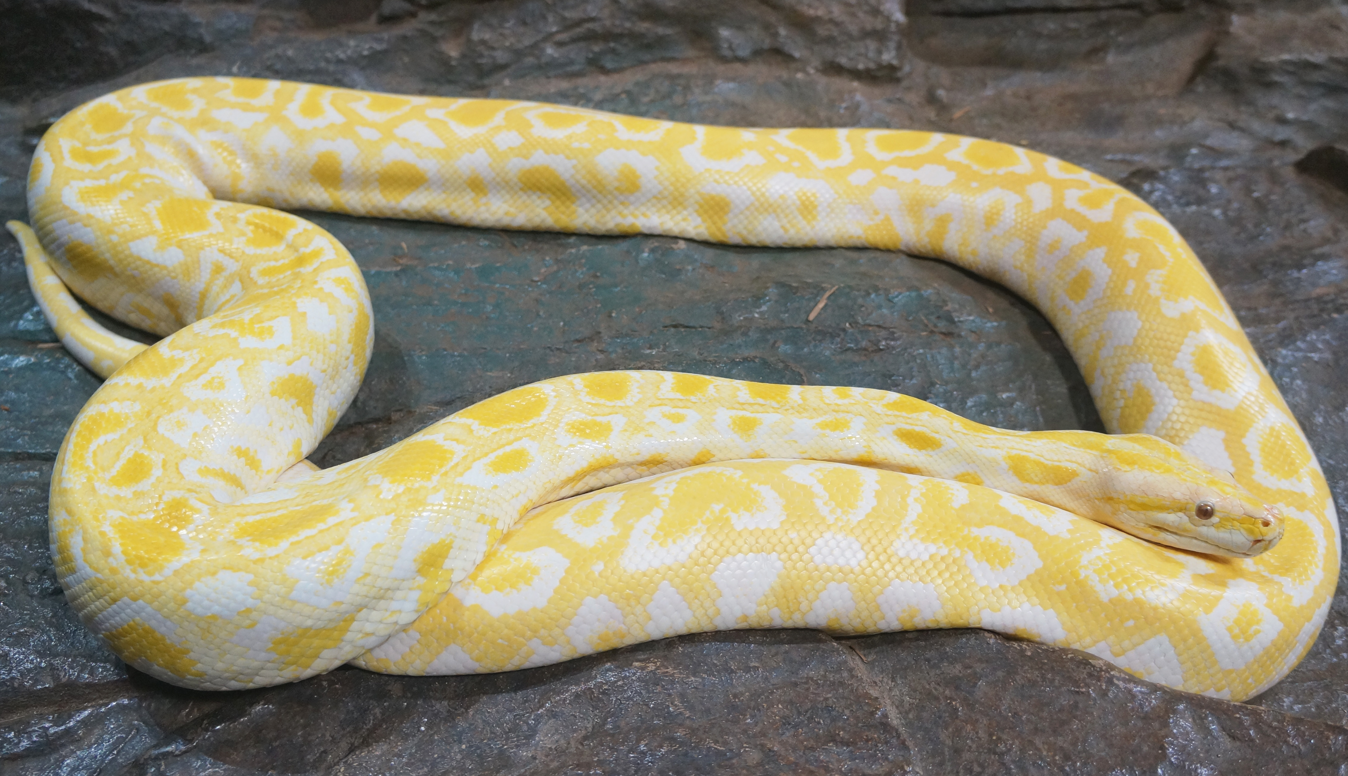 Длинные змейки. Тигровый питон альбинос. Бирманский питон альбинос. Тигровый питон желтый. Бирманский тигровый питон.