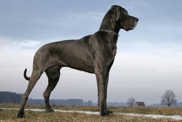 Самая большая в мире порода собак