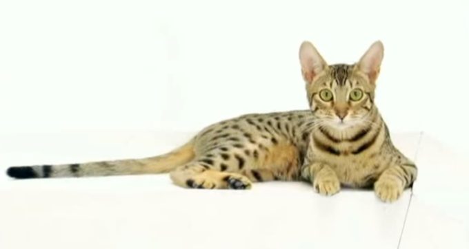 Редкие кошки мира фото и названия: китайские коты